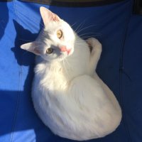 Kızçe Fiple Savaşıyor (@fip_kizce) Twitter profile photo