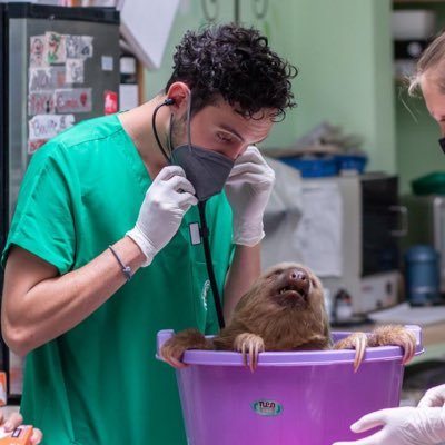 Wildlife Vet/Sort of paleontólogo/ half German, all gay. 🇨🇷🇩🇪🇬🇷🏳️‍🌈 🌺Slothvet 🌿🦥 veterinario de perezosos con 7 años de experiencia