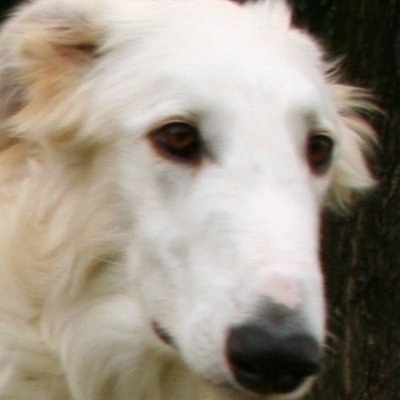 shitty borzoi album coversさんのプロフィール画像
