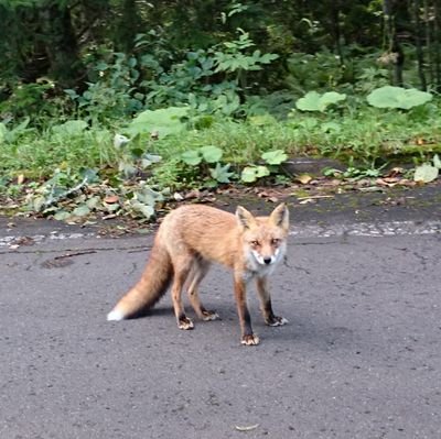 #春から早稲田 #社学 #武道