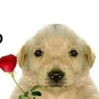 KOkakolitaUwU's profile picture. 