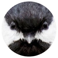 vvay (@vvaynar) 's Twitter Profile Photo