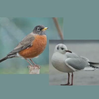 robinseagull's profile picture. .