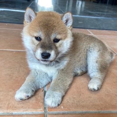 東京の多摩地方で植木屋やってます。平成30年11月に先代柴犬のリュウ(13歳)が天国支部に移動しました。そして令和元年11月4日柴犬のげんが来たよ☺️令和4年3月28日、はなが新しい家族になりました。☺️