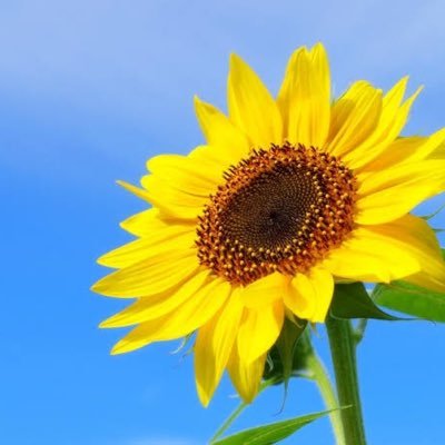 deep_sunflower_'s profile picture. Osaka Kyoiku Univ./Rindo OB/12th generation