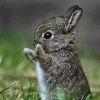 'dro🐰 (@clowndro) 's Twitter Profile Photo 'dro🐰 (@clowndro) 's Twitter Profile Photo