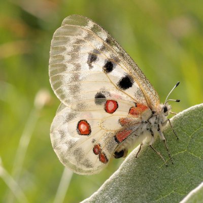 Recreation and strengthening of Parnassius Apollo in Poland, Czechia and Austria, one of the most threatened butterflies in Europe!