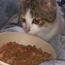 taicho163's profile picture. 政府とマスコミは嘘ばかり。コロナワクチンは猛毒。日本政府による日本人へのジェノサイド。医者と政治家は信用するな！羊、リアル難民からの絡みは拒否、即ブロック。人に聞く前に自分で調べろ！日本は何処へ向かって行くのか？若者へ真っ当な日本を残したい！