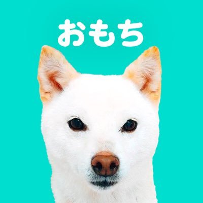 元保護柴イッヌ♀推定8歳。2022年3月に譲り受けた繁殖引退犬🐶7kgで小柄|通常運転で眠そうな顔💤|大変おとなしイーヌ。たくさん一緒に過ごしていこうね!(飼い主は犬飼育が初です)犬垢さんフォローさせていただいてます☺️