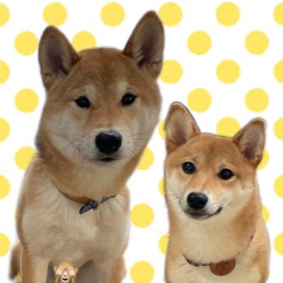 柴犬いちくん豆柴にじちゃんの日常をつぶやきます！フォロー歓迎🙌🏻無断転載・転用🙅🏻×インスタもやってます😚無言フォロー失礼します💦 #柴犬 #柴犬大好き #犬好き 詳しいプロフィールはこちら→https://t.co/8ks8cjH9f2