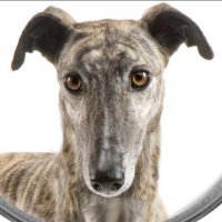 JezzasLastStand (@jezzaslaststand) 's Twitter Profile Photo