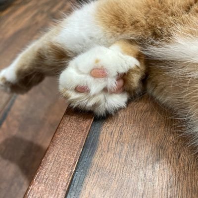 yuyuyu4690's profile picture. 古のオタク、小説サイトはhtml派、Twitter初心者、成人してます20↑🌈🍰