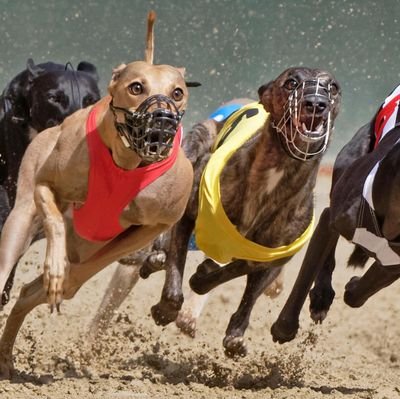 Daily Greyhound Racing Tips🦮💥