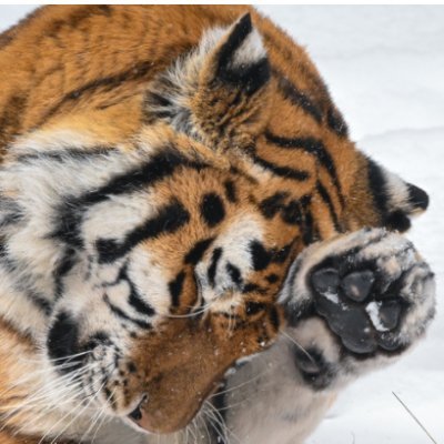 Mralfa_aja's profile picture. nothing special