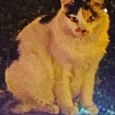 猫大好き＆漫画好き＆NFT大好き！！
最近懸賞にハマってます🤔✨
もし当たったらちゃんと当選報告します🍔
どうかご縁がありますよーにっ🙏✨
#歌うShuダック #ラリファミリー
