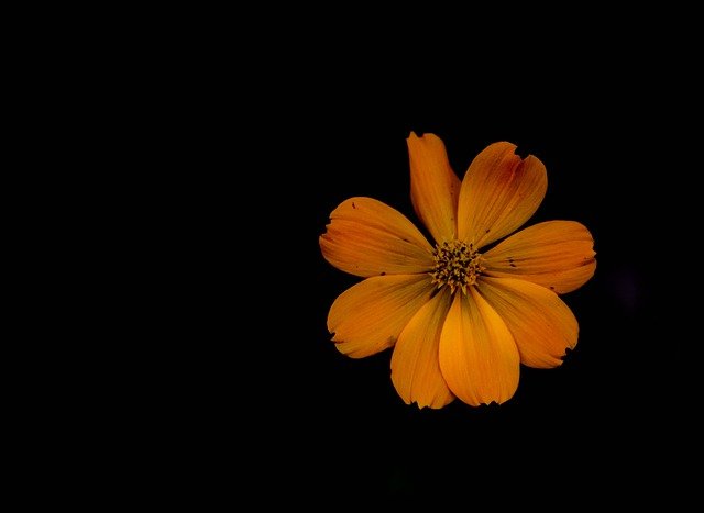 KaraogluKarmen's profile picture. 