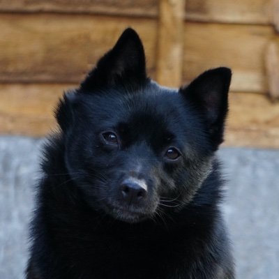 SchipperkesUK's profile picture. 