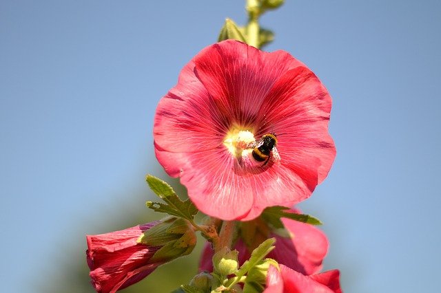 KapcAsli's profile picture. 