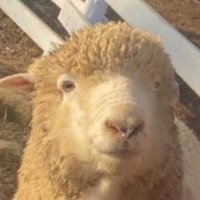 cath (@eunwoosheep) 's Twitter Profile