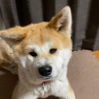 RTHIM (@alsakura) Twitter profile photo
