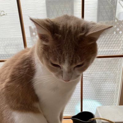 恩藤なおみさんのプロフィール画像