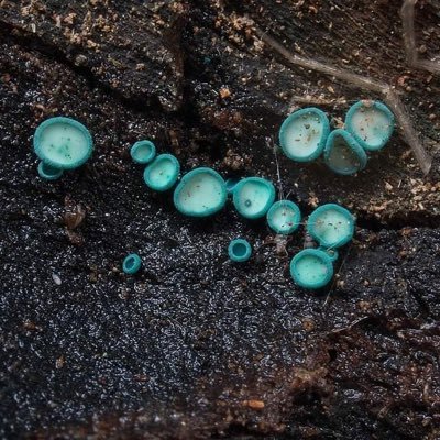 dzem_or's profile picture. #BioTech #LifeScience #Bioinf #Pharma #Python #R #DataScience