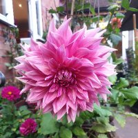 Susie Al-Samarrai (@littlesooze) 's Twitter Profile Photo Susie Al-Samarrai (@littlesooze) 's Twitter Profile Photo