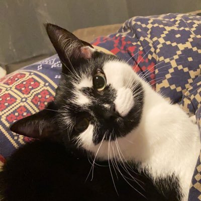 VinciTheFirst's profile picture. Vinci the Cat. Also known as Murder Mittens by my parents. I maybe a cat but #ToriesOut