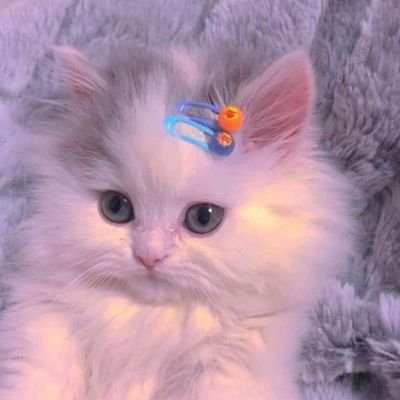 SanamMalik0786's profile picture. Alhamdolillah 💜
Agrarian
Botanist 🥀