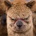 Violent Alpaca (@alpacaviolent) Twitter profile photo Violent Alpaca (@alpacaviolent) Twitter profile photo