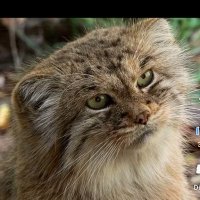 MT (@undyingrager) 's Twitter Profile