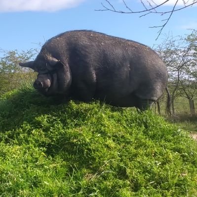 An account dedicated to the adventures of Baby & Clyde, two fat ex RSPCA pigs. Currently on diets. With guest appearances from Barney.