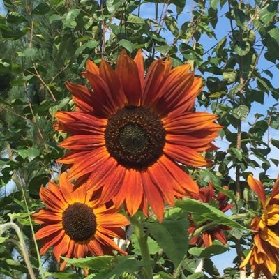 AliCamalama's profile picture. 