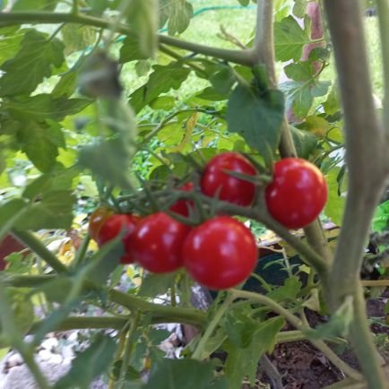 siladi142's profile picture. 