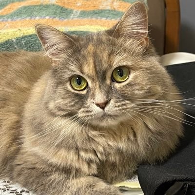 よろしくお願いします 猫のフウと毎日を過ごしてます。 パチスロ大好きですが…今は厳しいですな