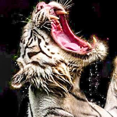 darkreader08's profile picture. 