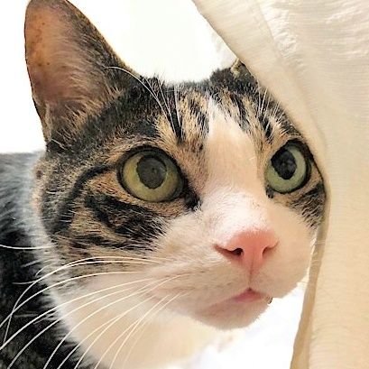 w6k0zCZWaTCGgax's profile picture. 2021年あたりから大相撲好きに。
ご贔屓は一山本 関、美ノ海 関。北陣親方。
 お相撲好きさんとつながりたいです(^^) 
フォローお願いします!
スー女のお友達を募集中!

ラジオヘビーリスナー
ニッポン放送、TBSを１日中聴いている