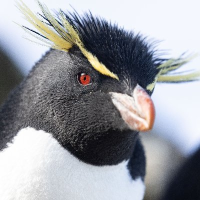 Working on Peatland Biodiversity in the Falkland Islands with Falklands Conservation