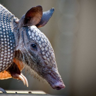 Account for Politics and Other Stuff
Public Transit & Urbanism Nerd
Not really an Armadillo