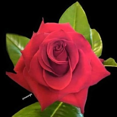 bdallh74026326's profile picture. 