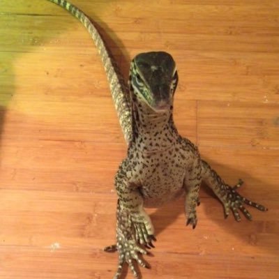 Asol1Trick's profile picture. 20 | Ace🖤🤍💜|🏳️‍⚧️🏳️‍🌈