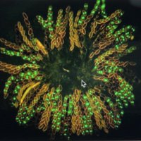 Neurospora crassa Community (@ncrassafungi) 's Twitter Profile Photo Neurospora crassa Community (@ncrassafungi) 's Twitter Profile Photo