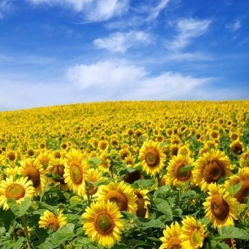 DonnaDeFazio's profile picture. STAND WITH UKRAINE! 🇺🇦