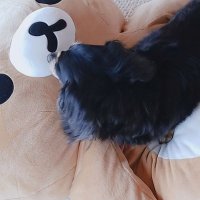 R (@umebo64) 's Twitter Profile