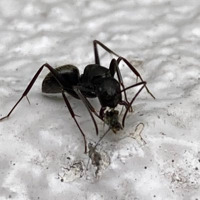 Ant'sキャップさんのプロフィール画像