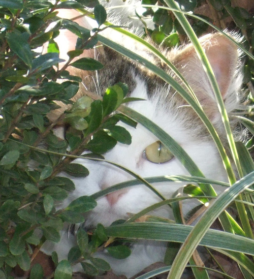 Patchthecat's profile picture. Being the center of the universe.  It's a big job, but someone has to do it. I also LOVE to watch the weather.