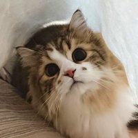 猫関連情報収集とかetc…垢(@lionkun_0419) 's Twitter Profile Photo