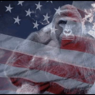 DuceGorlami's profile picture. Proud 🇮🇹🇺🇸/JustinHerbert#1Supporter/I Hate Trolls/Shall Not Infringe/Honest Sports Takes/USMC/NickCastellanos🐐Repeal 19/ ACAB