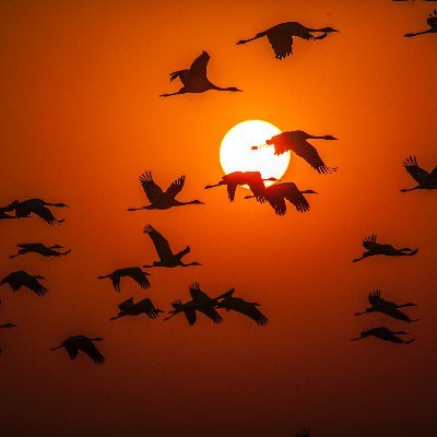 Himansh81362632's profile picture. nope