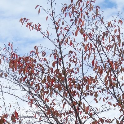 shibasawa80's profile picture. よろしくお願いいたします